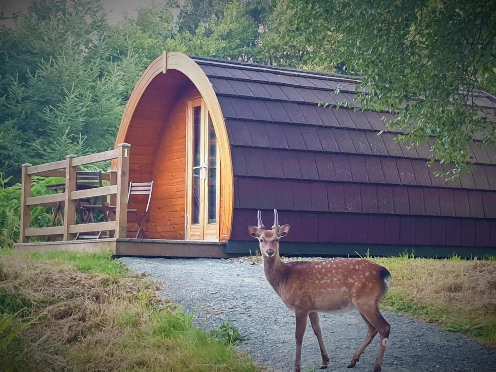 Glendalough Glamping - Adults Only Hotel Laragh Exterior photo